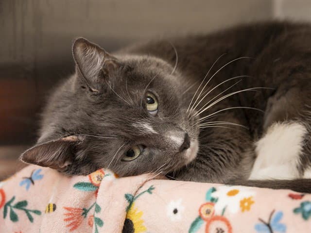 Sugar - Domestic Short Hair