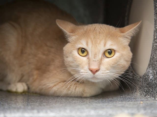 Bubba - Domestic Short Hair