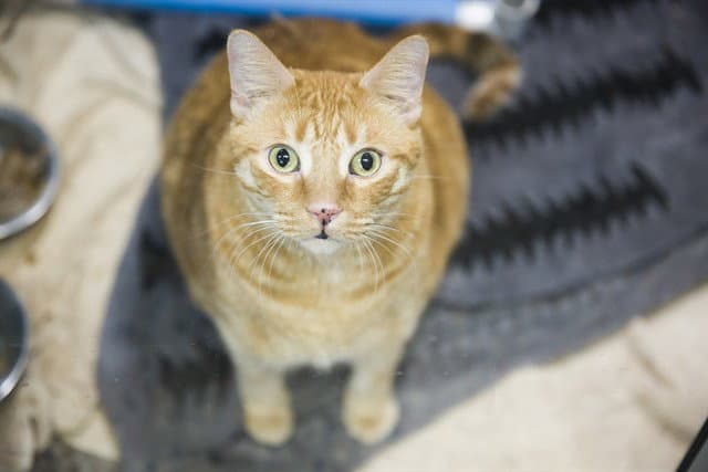 Odin - Domestic Short Hair