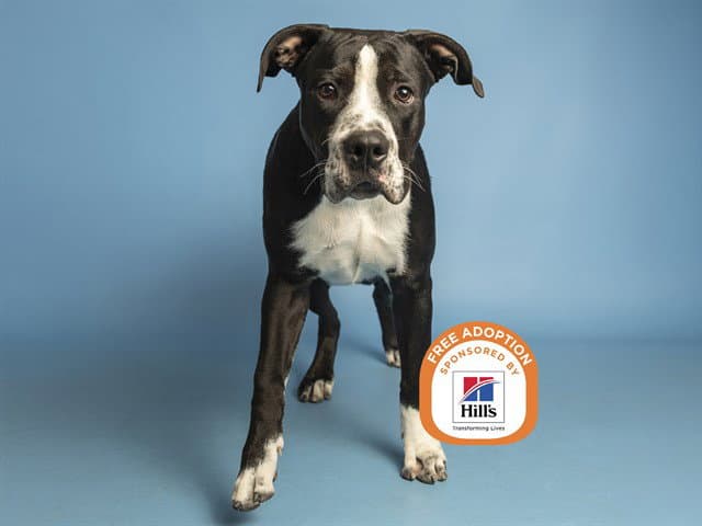 Ronald - American Pit Bull Terrier