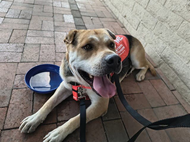 Chico - Chinese Shar-Pei