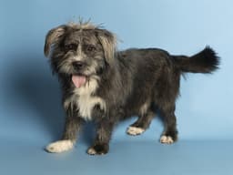 Chewie image 1