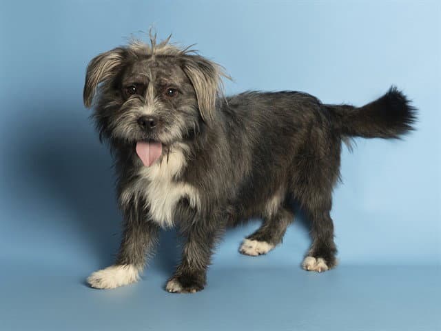 Chewie - Scottish Terrier Scottie