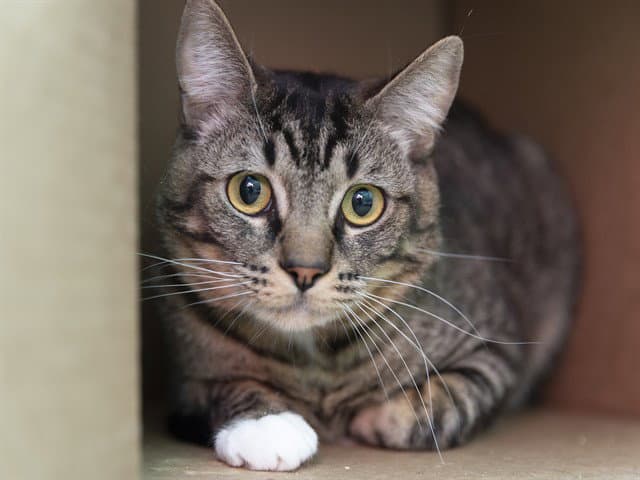 Bart - Domestic Short Hair