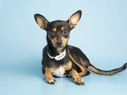 Cheerio image 1