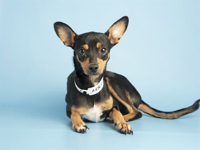 Cheerio - Miniature Pinscher