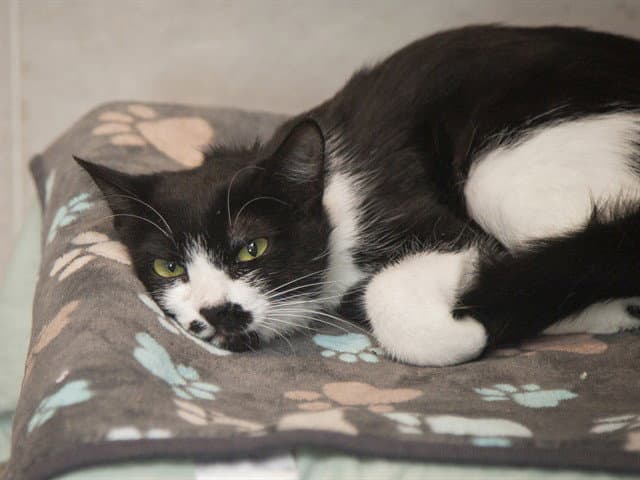 Berry - Domestic Short Hair
