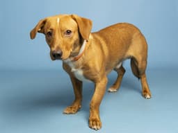 Tod image 1
