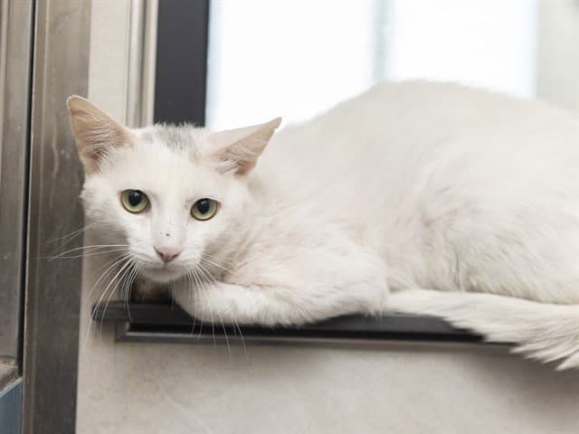 Oreo - Domestic Short Hair