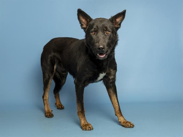 Bronco - German Shepherd Dog