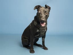 Maddie image 1