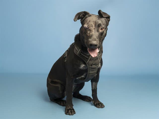 Maddie - Labrador Retriever