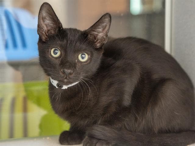 Peter - Domestic Short Hair