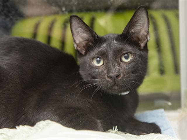 Ray - Domestic Short Hair
