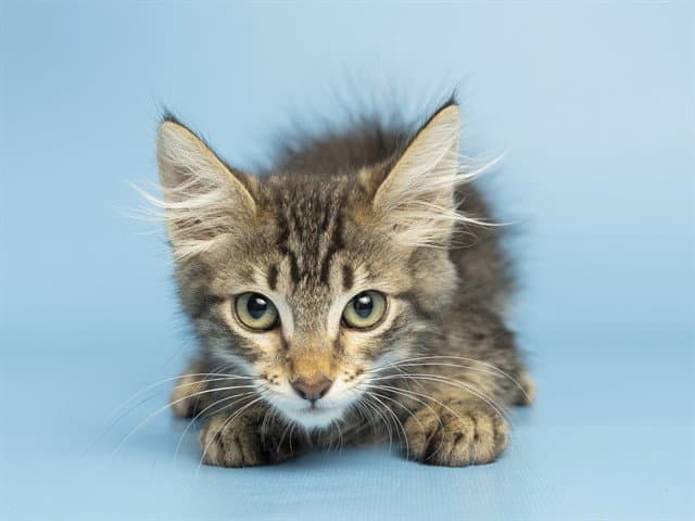 Kipplie - Domestic Short Hair