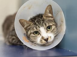 Rosie image 1