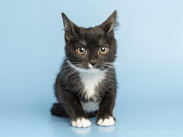 Mabel - Domestic Short Hair