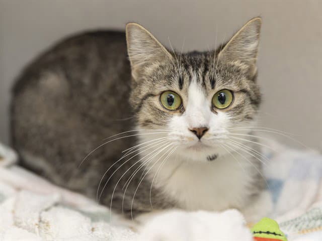 Bonnie - Domestic Short Hair