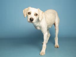 Charlie image 1