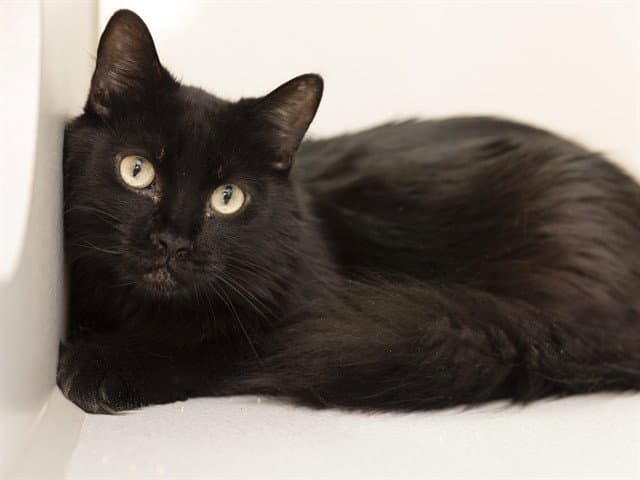 Poppy - Domestic Long Hair