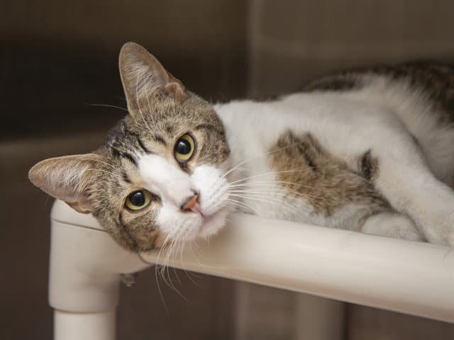 Miles - Domestic Short Hair