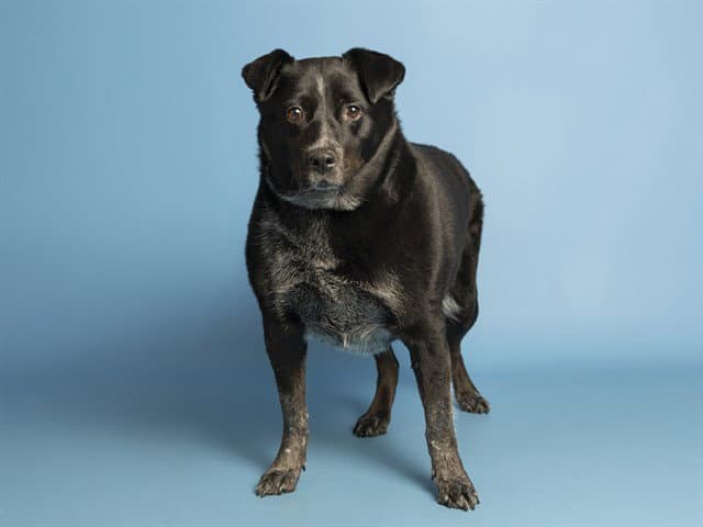 Zen - Australian Cattle Dog/Blue Heeler