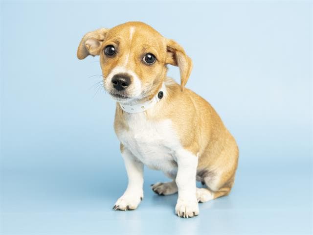Caramel - Chihuahua