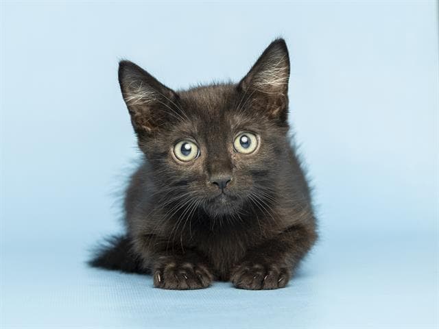 Monkey - Domestic Medium Hair
