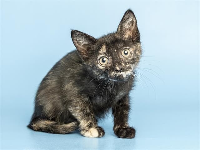 Cookie - Domestic Medium Hair