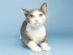 Skylar image 1