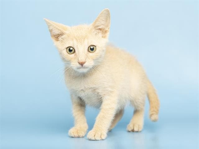 Geez - Domestic Short Hair