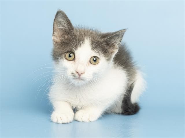 Louise - Domestic Short Hair