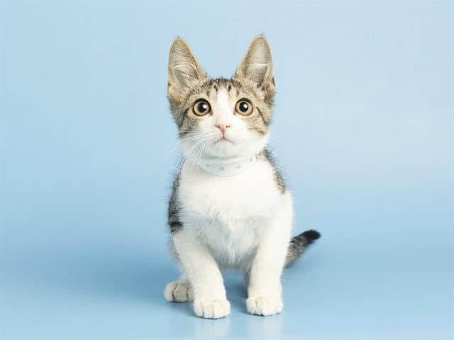 Jackson - Domestic Short Hair