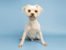 Benji image 1