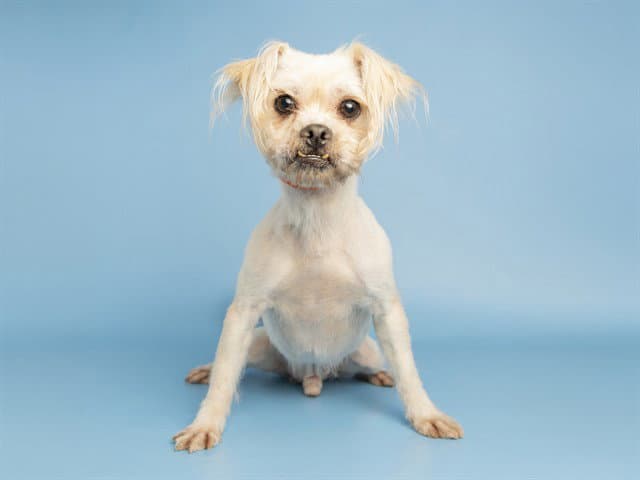 Benji - Shih Tzu