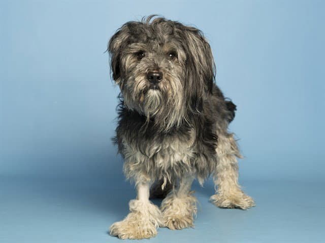 Bear - Miniature Schnauzer