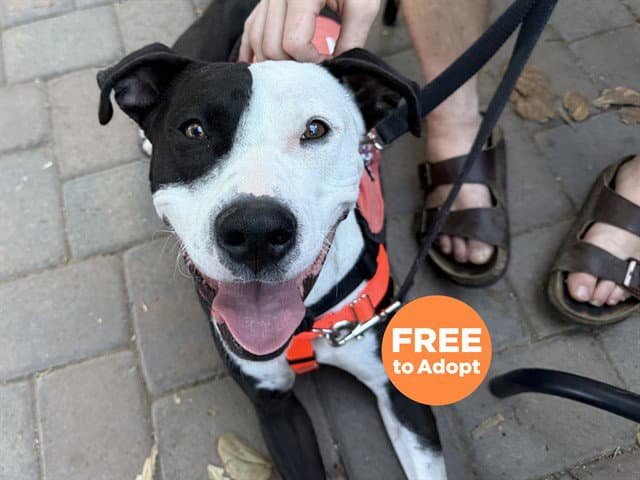 Kain - American Pit Bull Terrier