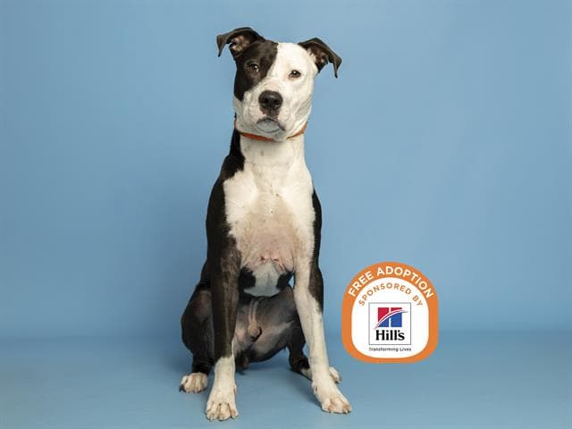 Kain - American Pit Bull Terrier