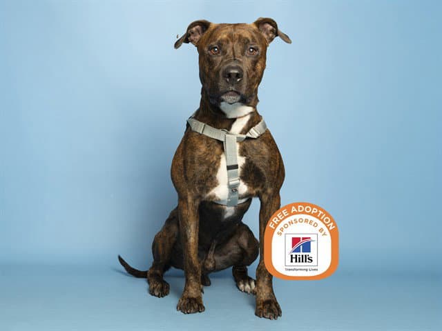 Rascal - American Pit Bull Terrier