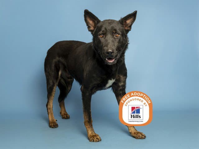 Bronco - German Shepherd Dog