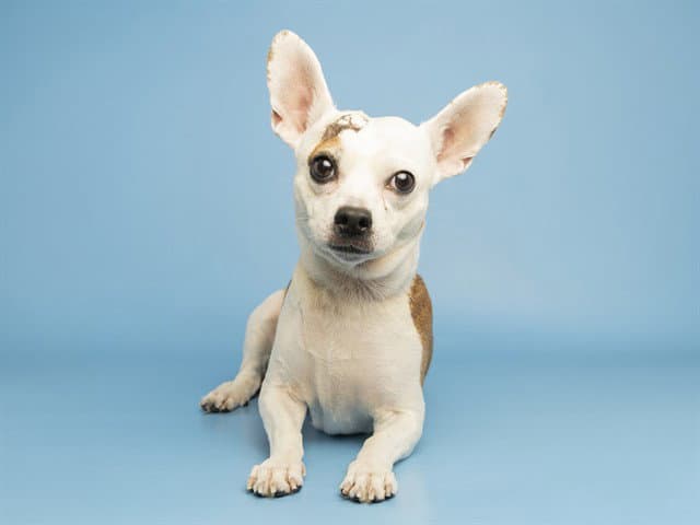 Apollo Hale - Chihuahua