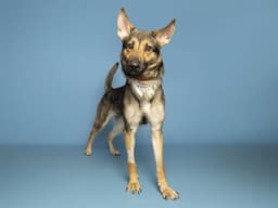 Molly image 1