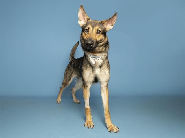Molly - German Shepherd Dog