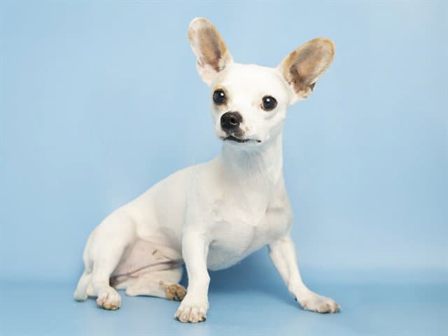 Aja - Chihuahua