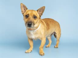 Rocco image 1