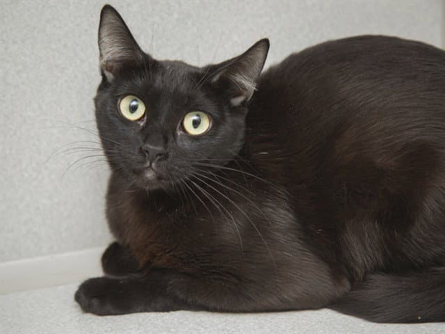 Graham - Domestic Short Hair