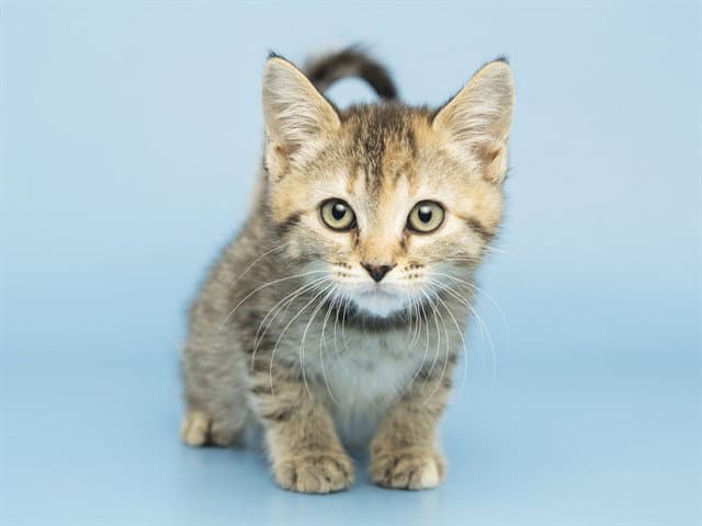 Bonnie - Domestic Short Hair