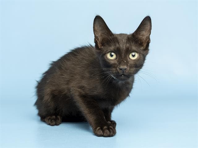 Bongo - Domestic Medium Hair