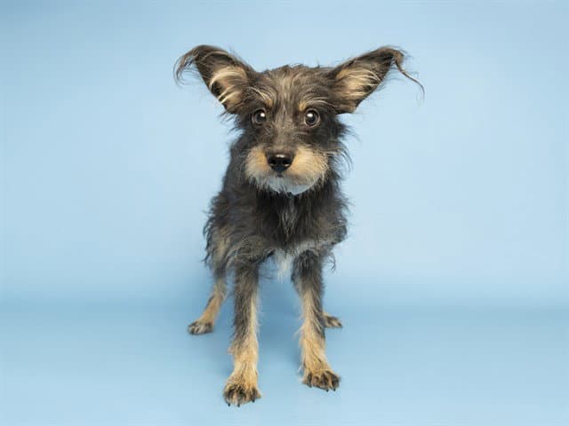 Chiquita - Cairn Terrier