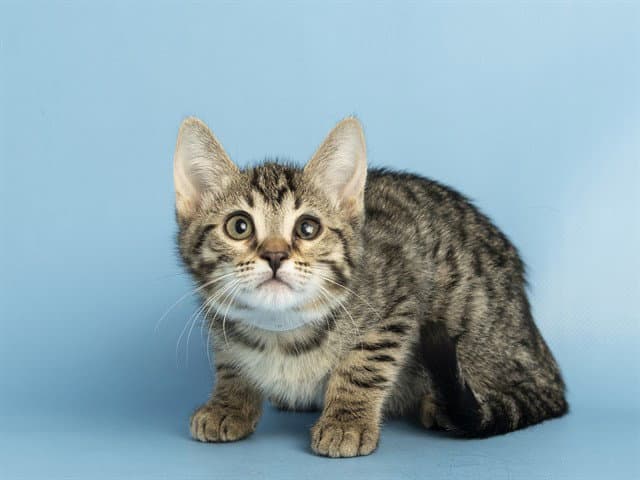 Lisa - Domestic Short Hair